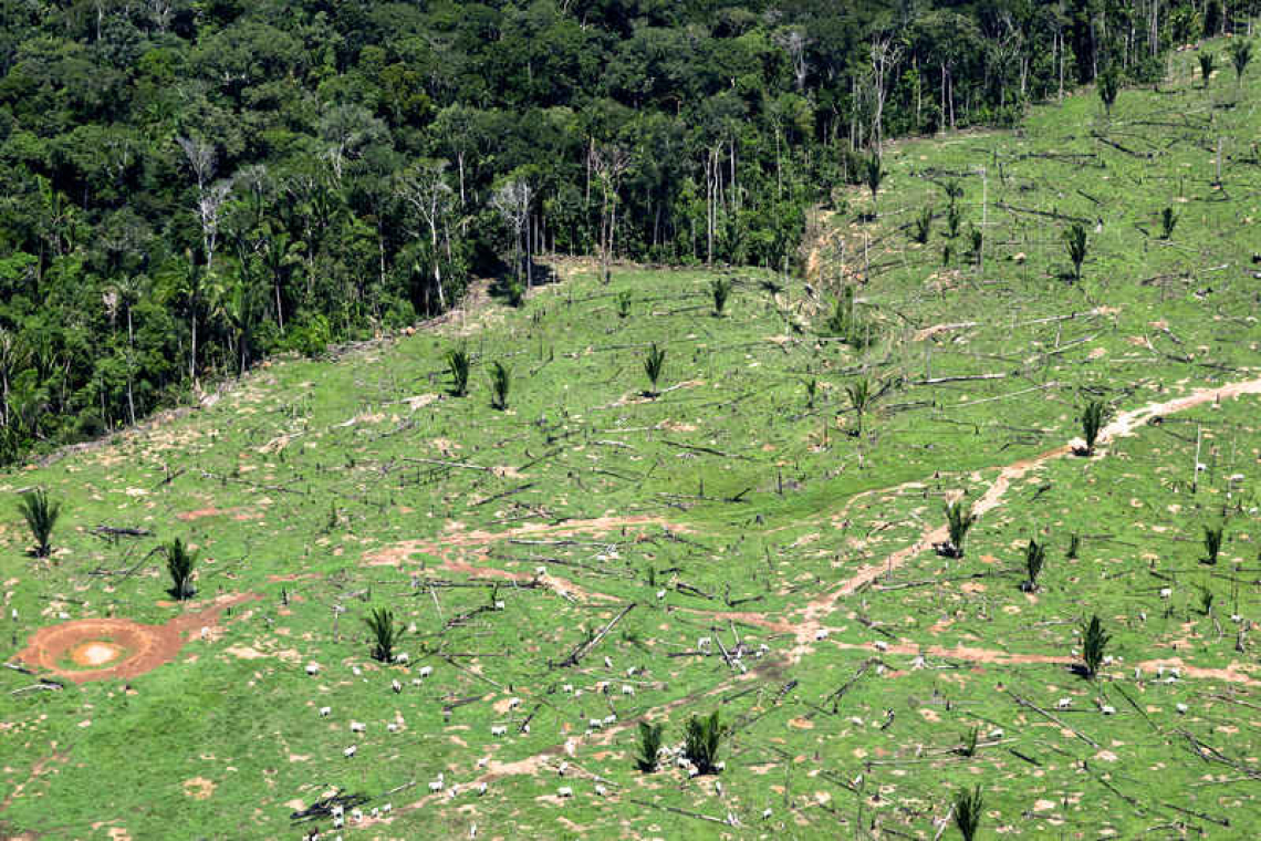 Investors urge states  to stop deforestation